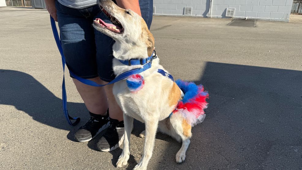 La Fête de la Liberté Fourrure illumine le ciel avec un spectacle de drones