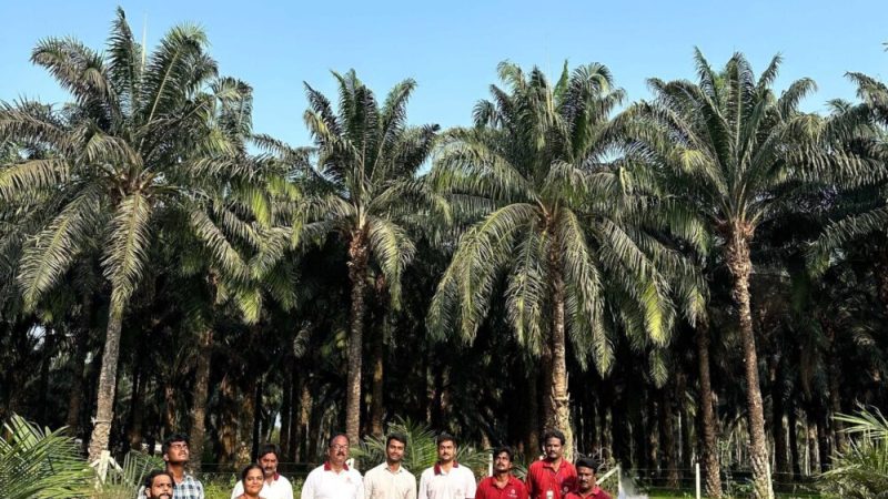 Révolution agricole : L&rsquo;usage des drones pour optimiser les rendements des plantations de palmiers à huile en Inde