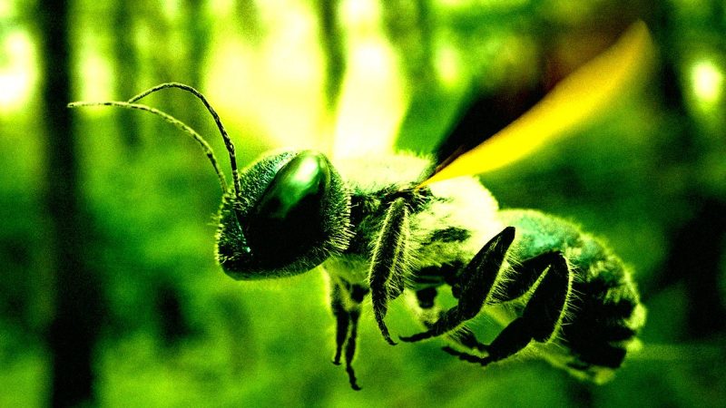 Des chercheurs chinois transforment des abeilles en cyborg pour des missions de surveillance
