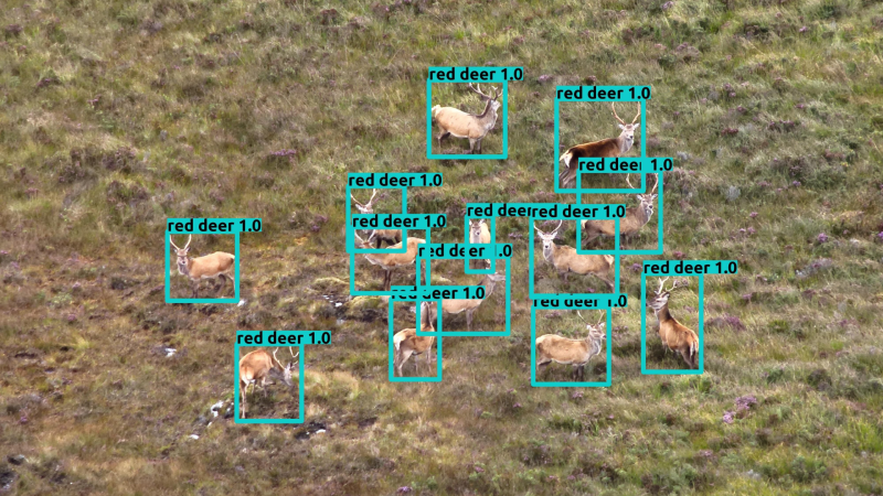 Révolution dans la gestion de la faune : le rôle essentiel des drones et de l&rsquo;IA