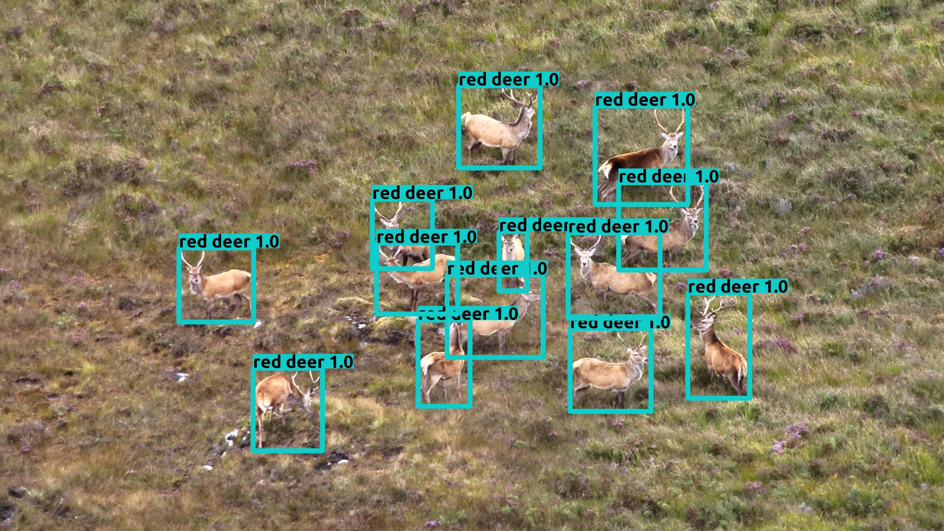Révolution dans la gestion de la faune : le rôle essentiel des drones et de l&rsquo;IA