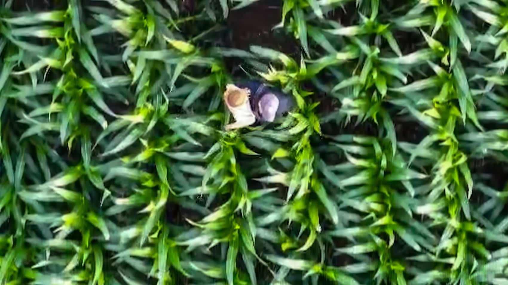 Utilisation héroïque d&rsquo;un drone pour sauver une jeune fille disparue au Wisconsin