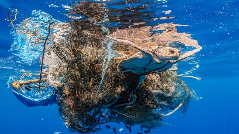 Des drones équipés d&rsquo;IA pour sauver les océans d&rsquo;Australie