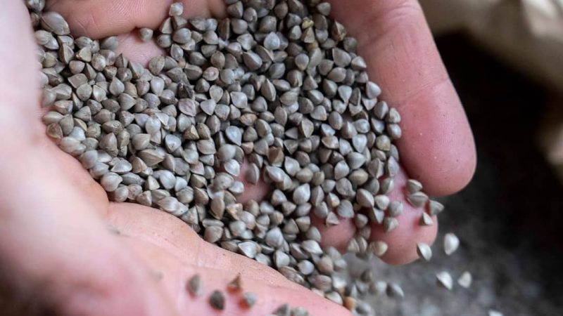 Le Drone : Protecteur du Blé Noir en Bretagne