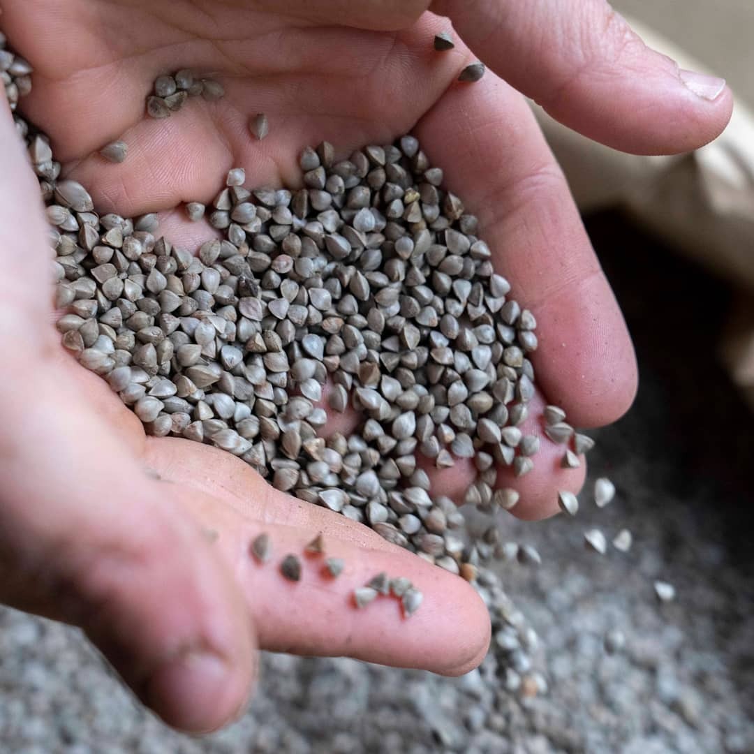 Le Drone : Protecteur du Blé Noir en Bretagne