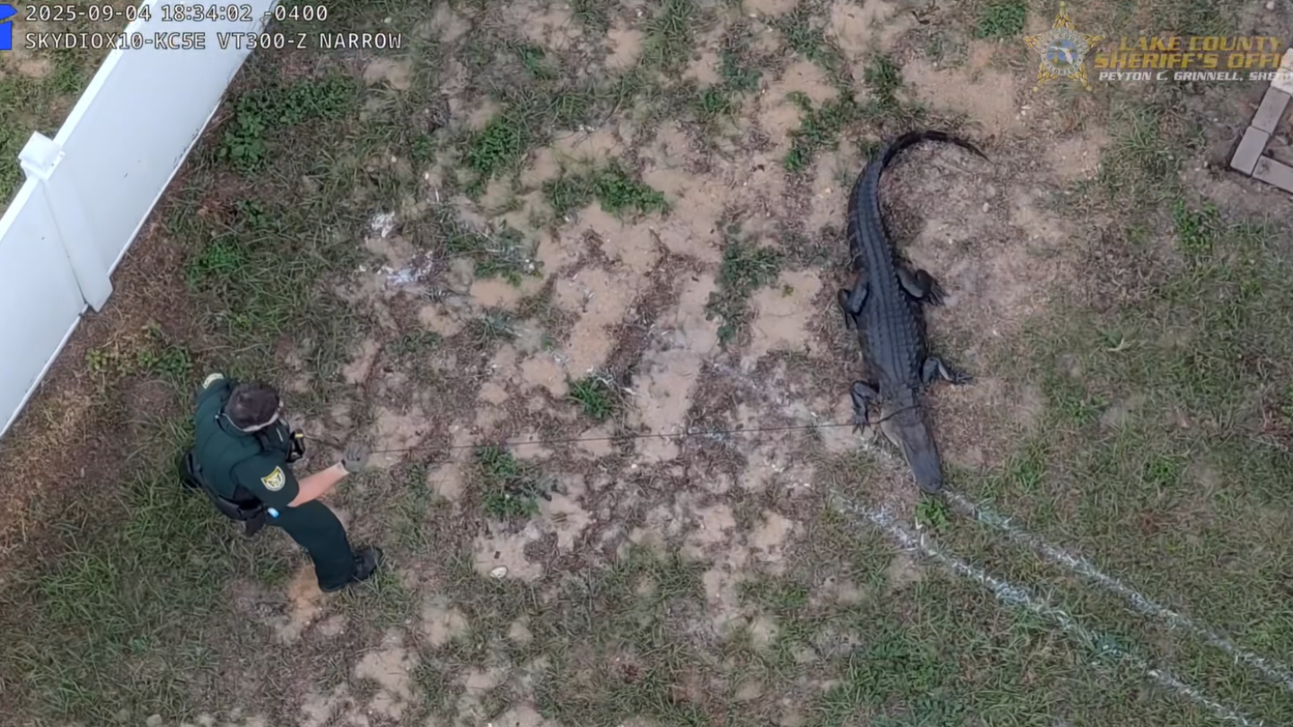 Capture spectaculaire d&rsquo;un alligator en Floride grâce à l&rsquo;intervention d&rsquo;un drone