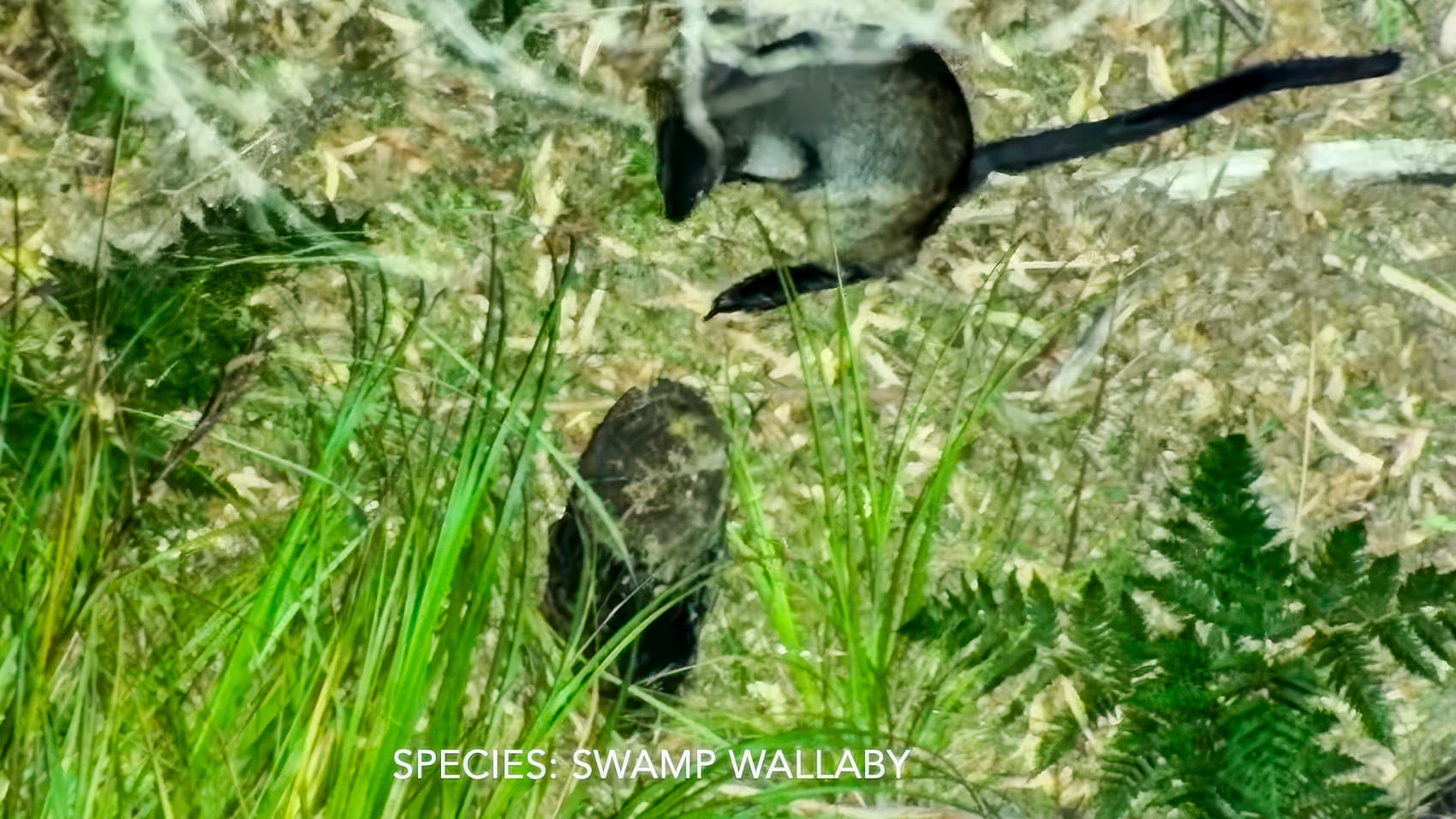 DJI dévoile un drone thermique révolutionnaire pour la surveillance de la faune australienne