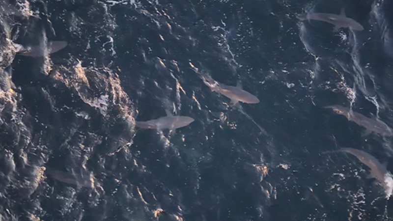 Des centaines de requins filmés par drone au large des côtes de Long Island