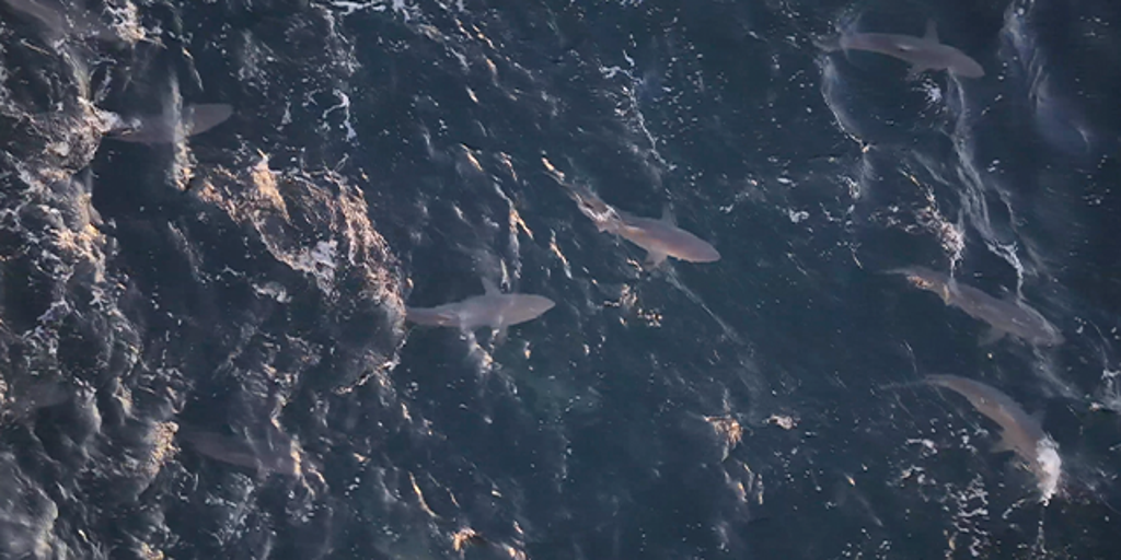 Des centaines de requins filmés par drone au large des côtes de Long Island
