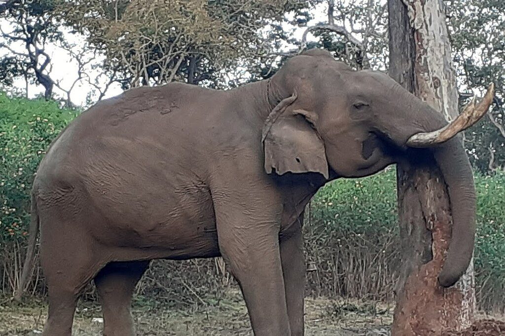 Les drones d&rsquo;IdeaForge aident à prévenir les conflits Homme-Éléphant en Inde