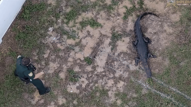 Utilisation innovante des drones par la police en Floride pour capturer un alligator