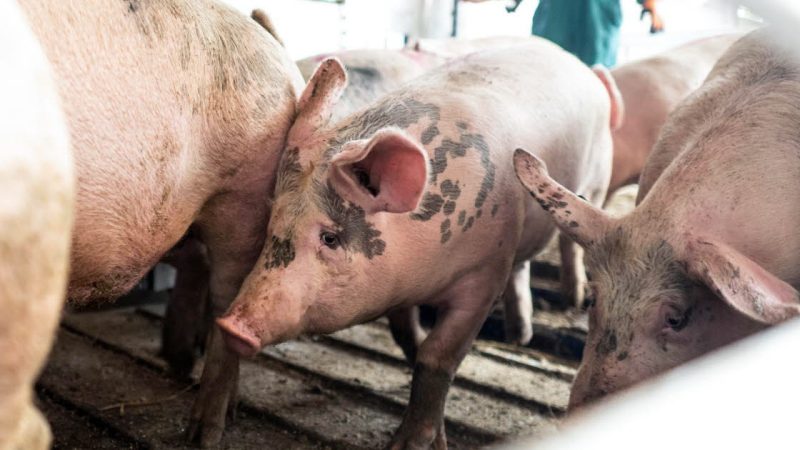 Attaque de drone russe sur une ferme : 13 000 cochons tués