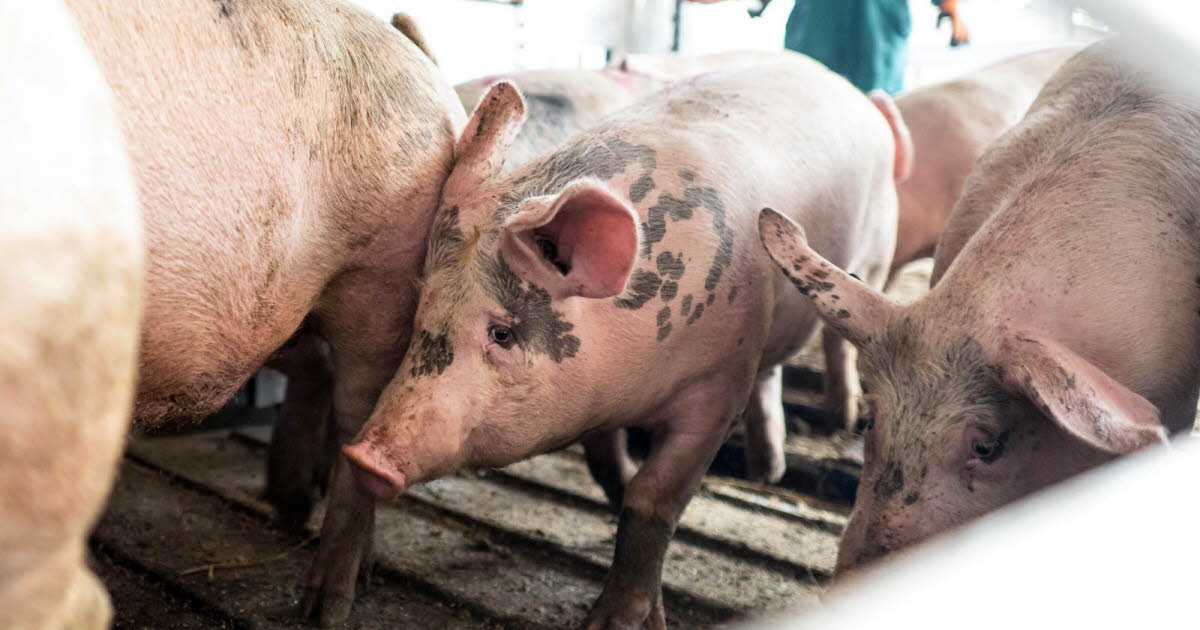 Attaque de drone russe sur une ferme : 13 000 cochons tués