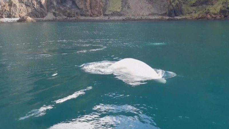 #Canada Spectacle fascinant de drones lors du Festival international de drones