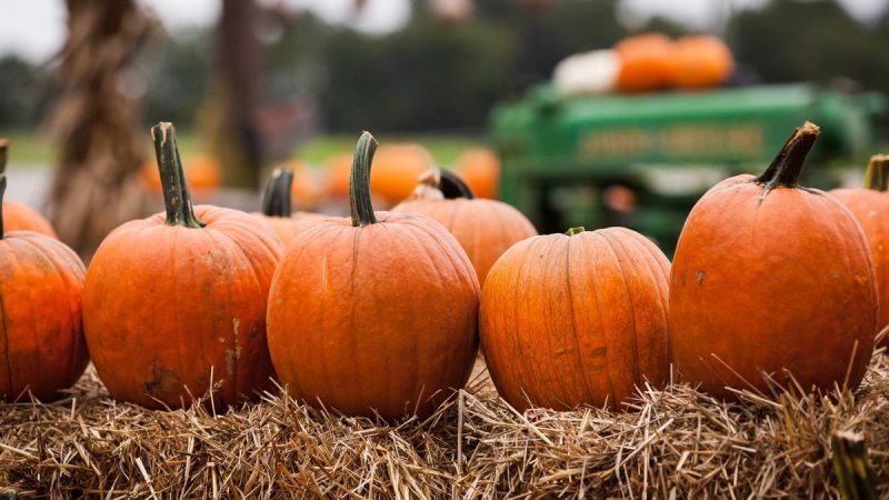 Le Festival de l&rsquo;Automne et Spectacle de Drones au St. Pete Pier