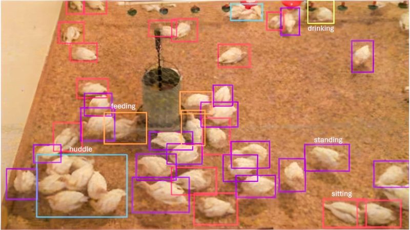 DJI et l’IA : Une Collaboration Innovante pour la Santé des Elevages de Dindes