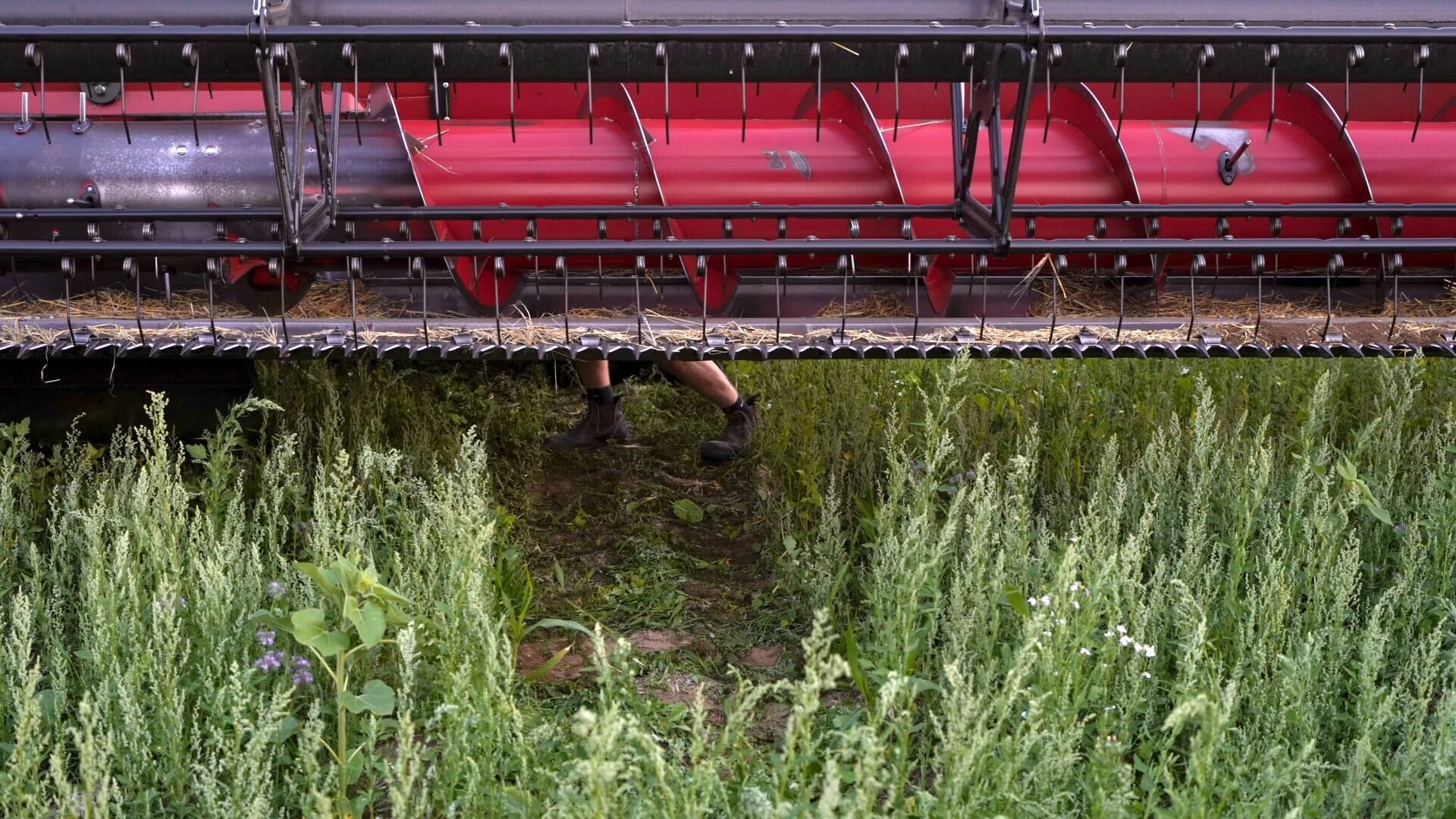 Duel insolite : Drone contre Moissonneuse-Batteuse, une confrontation surprenante