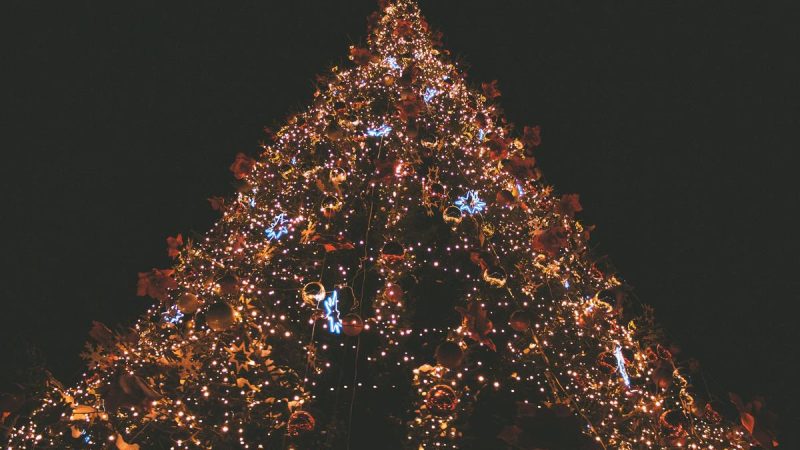 Événement enchanteur au Zoo de Cape May : Illumination de l’arbre de Noël 2025