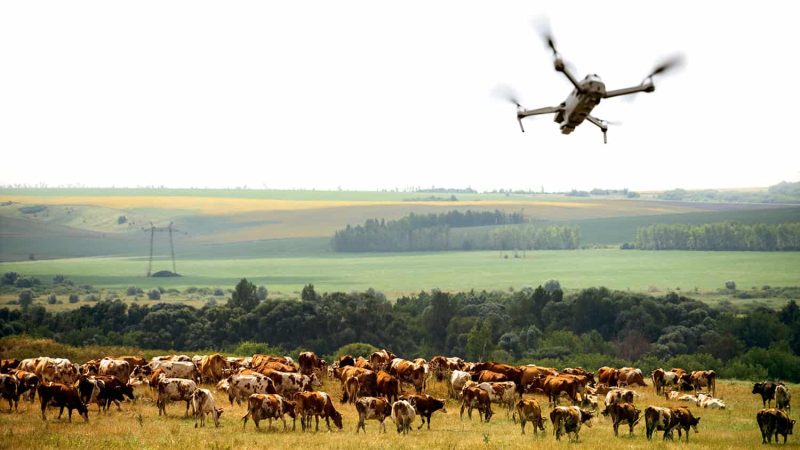 L&rsquo;Utilisation Révolutionnaire des Drones dans l&rsquo;Élevage