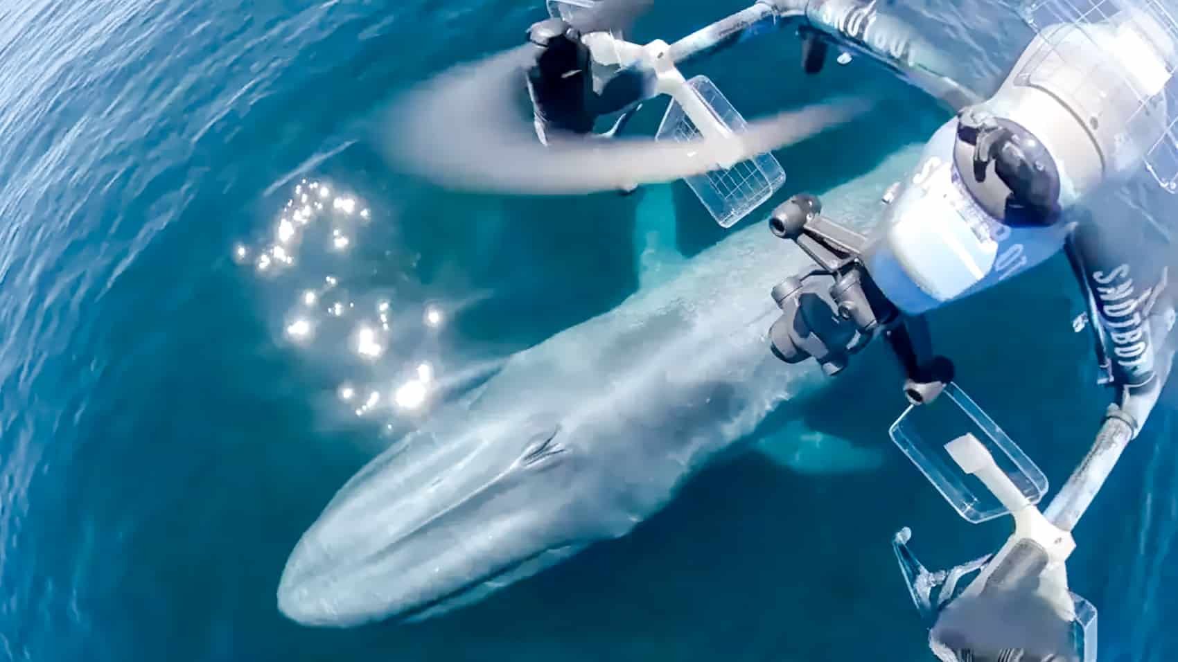 Les Drones DJI Utilisés par les Scientifiques pour Étudier le Comportement des Baleines