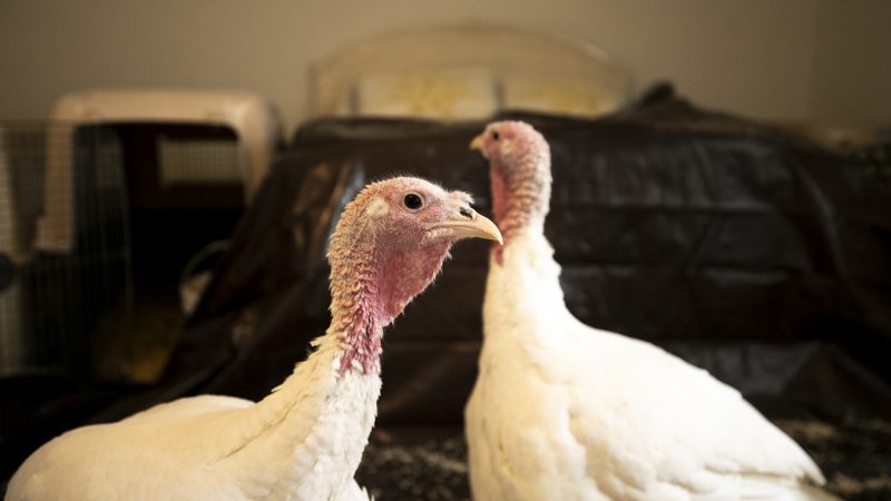 Les Modes d&rsquo;Utilisation Innovants des Drones à Denver ce Weekend