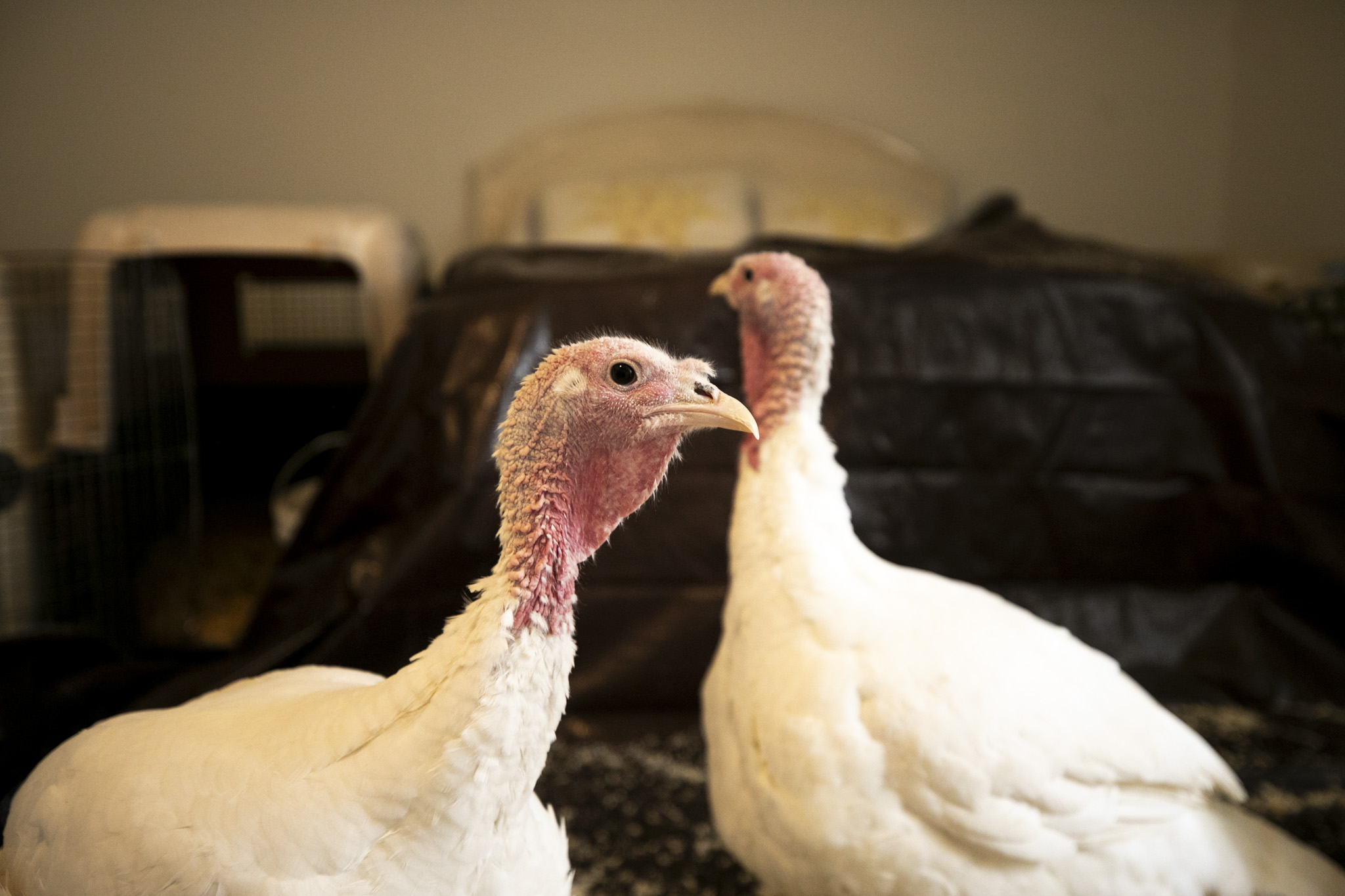 Les Modes d&rsquo;Utilisation Innovants des Drones à Denver ce Weekend