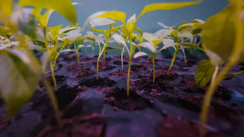 SIAM 2025 : L&rsquo;avènement des nouvelles technologies pour une agriculture intelligente