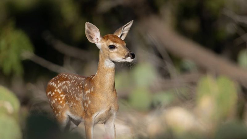 Une initiative salutaire pour sauver les faons avec des drones au Luxembourg