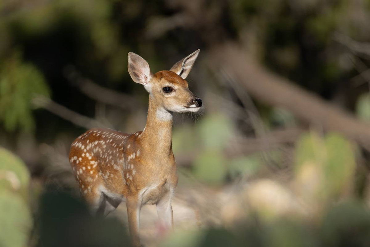 Une initiative salutaire pour sauver les faons avec des drones au Luxembourg