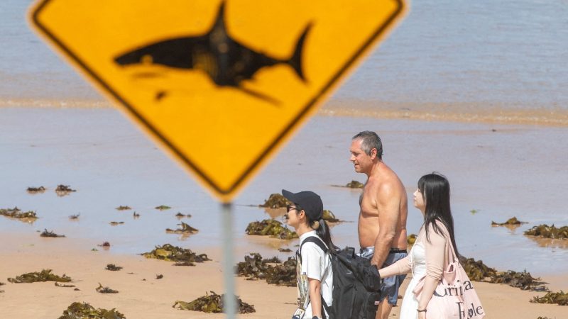 Australie : Une innovation drone pour surveiller les attaques de requins