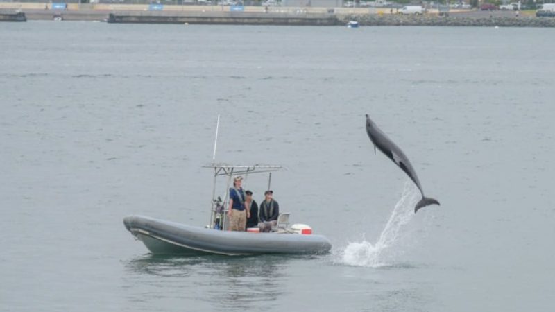L&rsquo;armée américaine déploie drones et dauphins pour le déminage du détroit d&rsquo;Ormuz