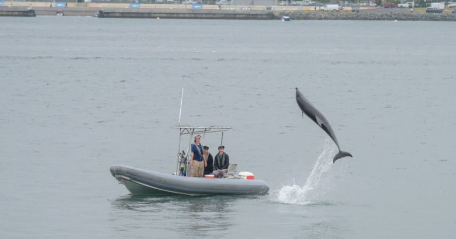 L&rsquo;armée américaine déploie drones et dauphins pour le déminage du détroit d&rsquo;Ormuz