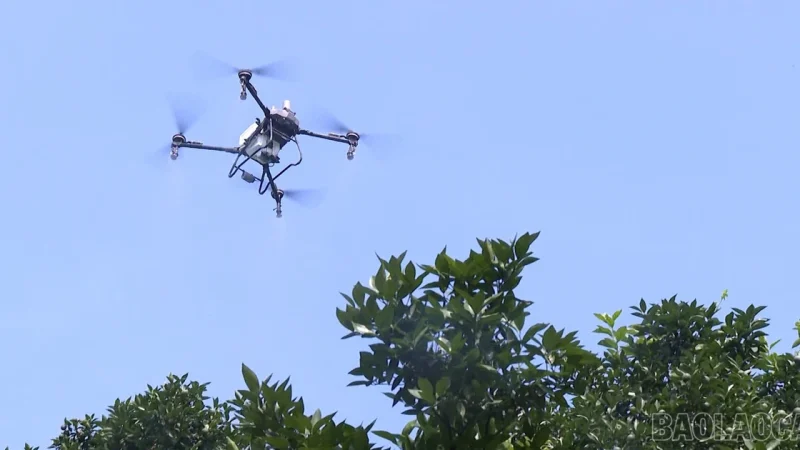 Nghia Tam : Les agriculteurs vietnamiens adoptent les drones pour moderniser leur production d&rsquo;agrumes