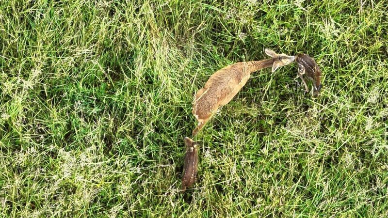 Orne : les chasseurs déploient des drones thermiques pour protéger la faune lors des fauches