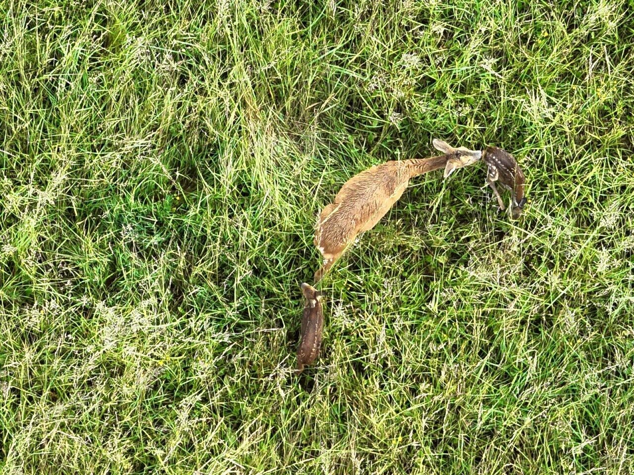 Orne : les chasseurs déploient des drones thermiques pour protéger la faune lors des fauches