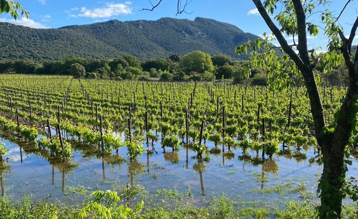 Dérogation d&rsquo;urgence : les drones autorisés à traiter les vignes inondées du Sud