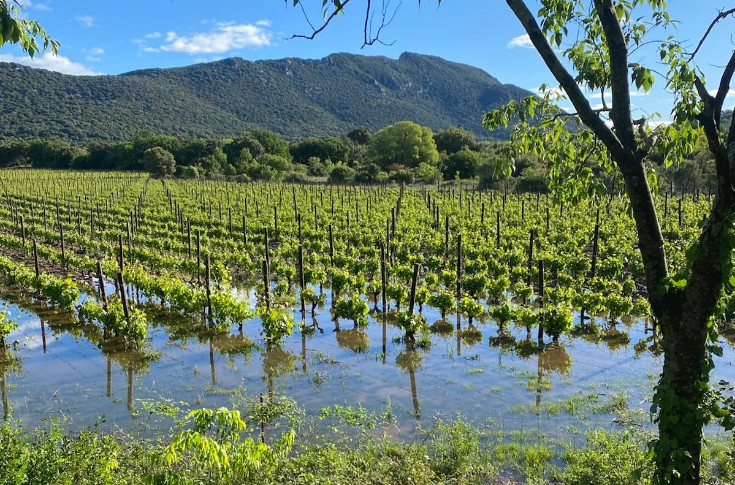 Dérogation d&rsquo;urgence : les drones autorisés à traiter les vignes inondées du Sud