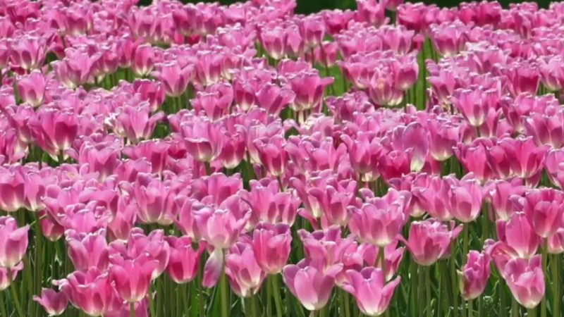 Holland intègre un spectacle de drones à son Tulip Time Festival 2026