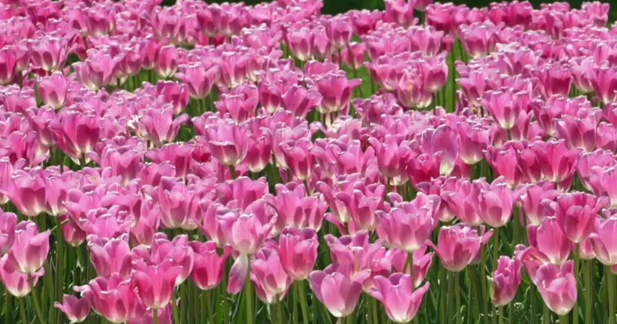 Holland intègre un spectacle de drones à son Tulip Time Festival 2026