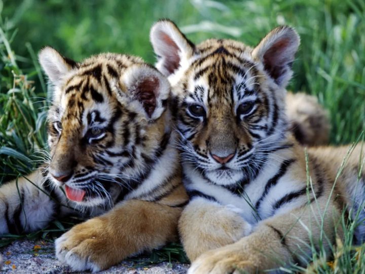 Un drone capture des comportements sociaux rares chez les tigres en Inde