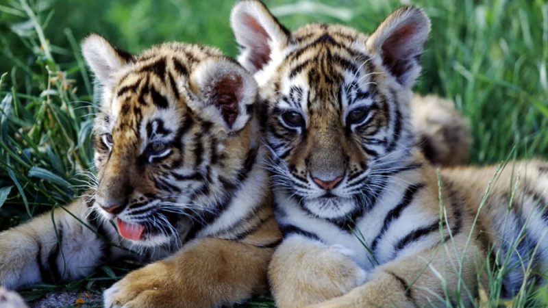 Un drone capture des comportements sociaux rares chez les tigres en Inde