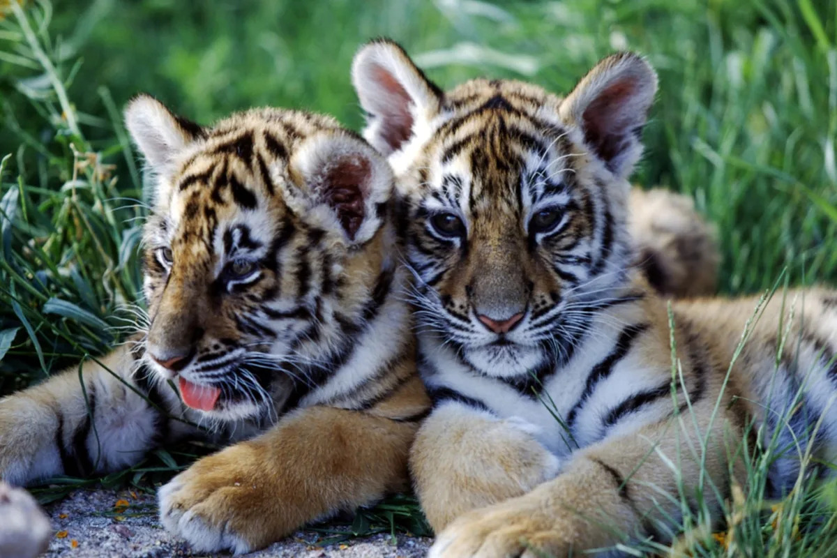 Un drone capture des comportements sociaux rares chez les tigres en Inde