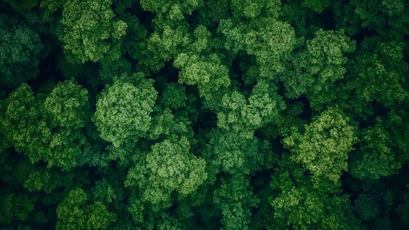 Hauteurs de canopée, imagerie aérienne et cartographie de la grippe aviaire : les applications géospatiales en évolution